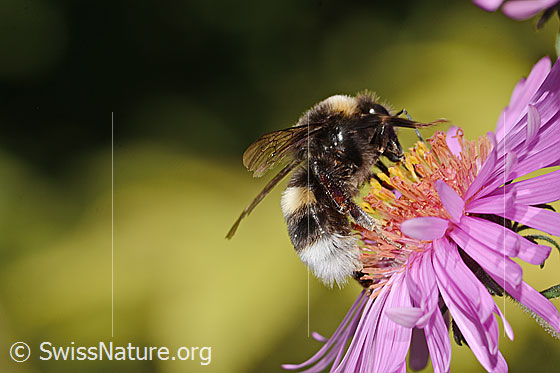 Foto: Dunkle Erdhummel (Bombus terrestris) auf Neuenglischer Aster (Aster novae-angliae). Länge 17mm. Ansicht von der Seite.