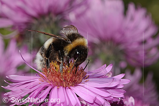 Foto: Dunkle Erdhummel (Bombus terrestris) auf Neuenglischer Aster (Aster novae-angliae). Länge 17mm. Ansicht von der Seite.
