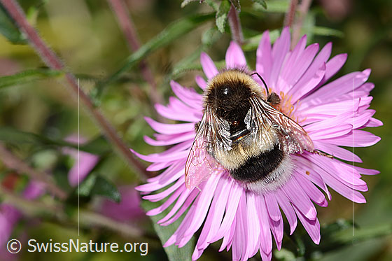 Foto: Dunkle Erdhummel (Bombus terrestris) auf Neuenglischer Aster (Aster novae-angliae). Länge 17mm. Ansicht von oben.