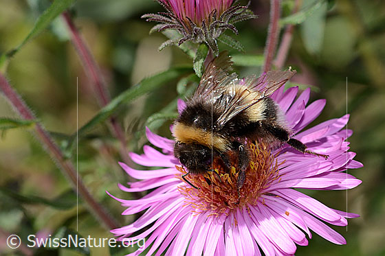 Foto: Dunkle Erdhummel (Bombus terrestris) auf Neuenglischer Aster (Aster novae-angliae). Länge 17mm. Ansicht von seitlich vorne oben.