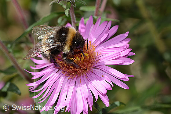 Foto: Dunkle Erdhummel (Bombus terrestris) auf Neuenglischer Aster (Aster novae-angliae). Länge 17mm. Ansicht von oben.