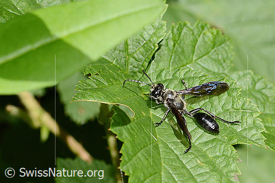 Foto: Stahlblauer Grillenjäger (Isodontia mexicana). Länge 15 - 18mm. Weibchen. Ansicht von oben.