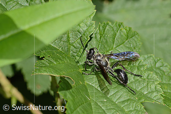 Foto: Stahlblauer Grillenjäger (Isodontia mexicana). Länge 15 - 18mm. Weibchen. Ansicht von oben.