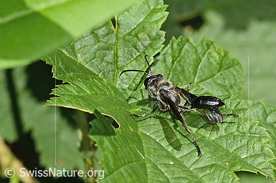 Foto: Stahlblauer Grillenjäger (Isodontia mexicana). Länge 15 - 18mm. Weibchen. Ansicht von oben.