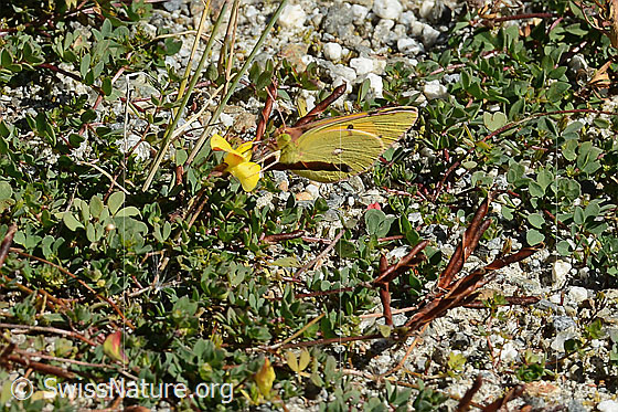 Photo: Colias crocea on Lotus alpinus. Wings closed. View from side front.