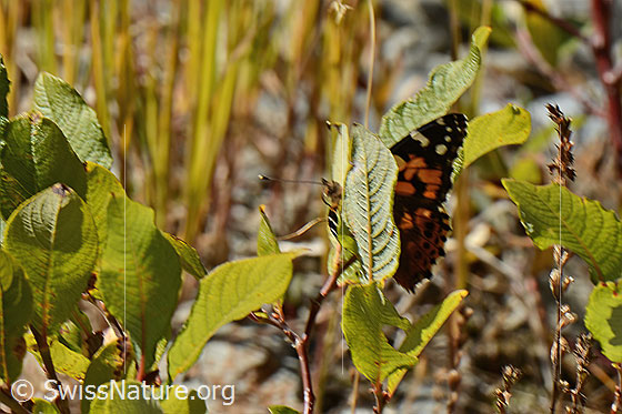 Foto: Admiral (Vanessa atalanta). Flügel halb geöffnet. Ansicht von der Seite.