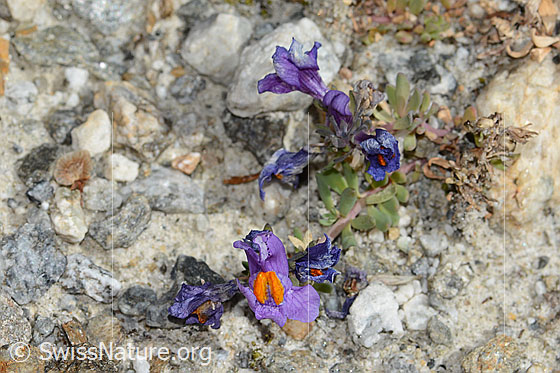 Photo: Linaria alpina. Whole plant (habiti).