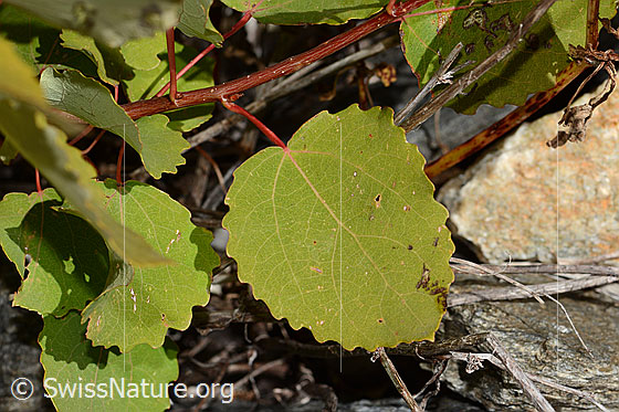 Photo: Populus tremula. Leaf top.