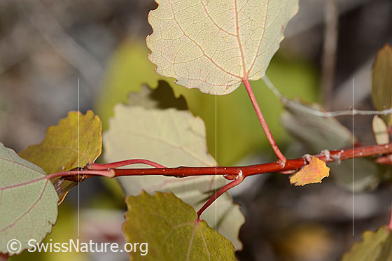 Foto: Zitterpappel (Populus tremula). Wird auch Aspe oder Espe genannt. Ästchen und Blattoberseite.
