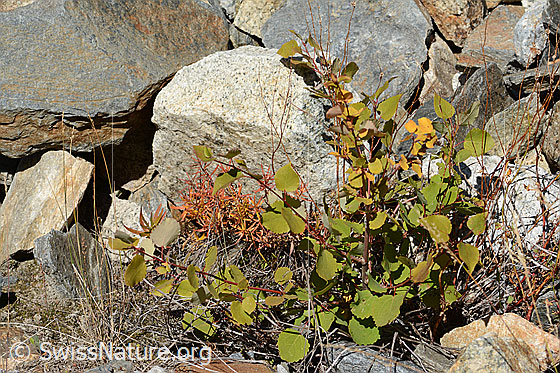 Photo: Populus tremula. A 2-4-year-old specimen. Height: 48cm.