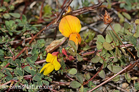 Foto: Alpen-Hornklee (Lotus alpinus). Blüten und Blätter.
