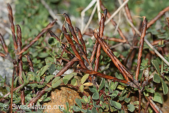 Foto: Alpen-Hornklee (Lotus alpinus). Fruchtkapseln