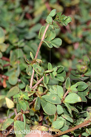 Foto: Alpen-Hornklee (Lotus alpinus). Stängel und Blätter.