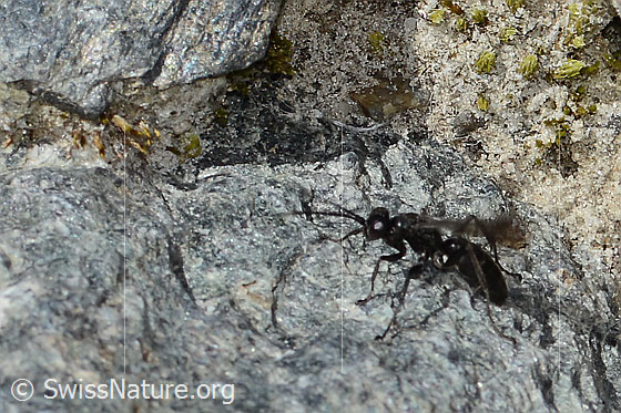Foto: Wahrscheinlich Anoplius nigerrimus (Wegwespe). Länge 10mm. Ansicht von der Seite.