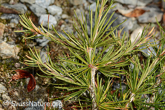 Photo: Larix decidua. Twigs and needles.