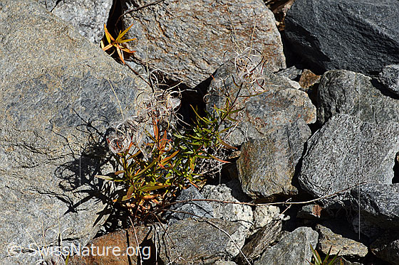 Photo: Epilobium fleischeri. Whole plant (habit). Withered.
