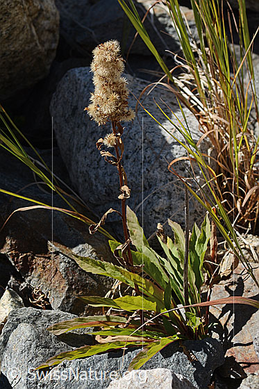 Alpen-Goldrute (Solidago virgaurea ssp. minuta)