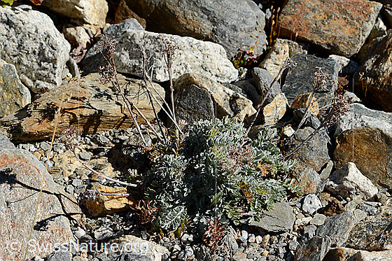 Graues Greiskraut (Senecio incanus)