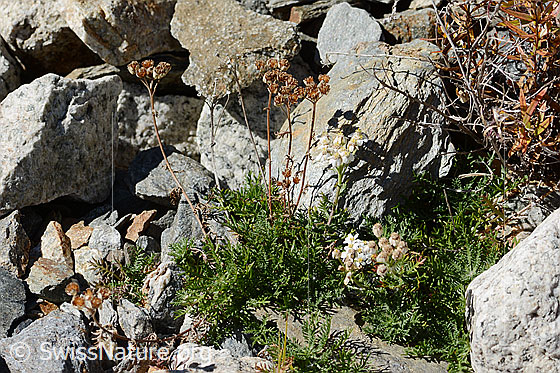 Foto: Moschus-Schafgarbe (Achillea erba-rotta ssp. moschata). Ganze Pflanze (Habitus). Zum Teil verblüht, zum Teil blühend.