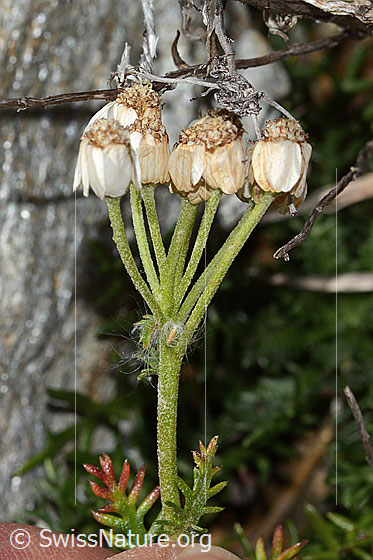 Foto: Moschus-Schafgarbe (Achillea erba-rotta ssp. moschata). Bald verblühte Blüten. Ansicht von der Seite.