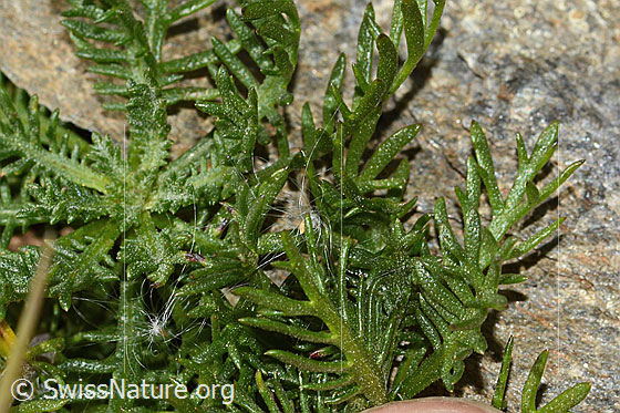 Foto: Moschus-Schafgarbe (Achillea erba-rotta ssp. moschata). Blätter.