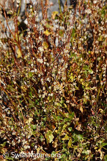 Foto: Schildblättriger Ampfer (Rumex scutatus). Ganze Pflanze (Habitus). Verblüht.