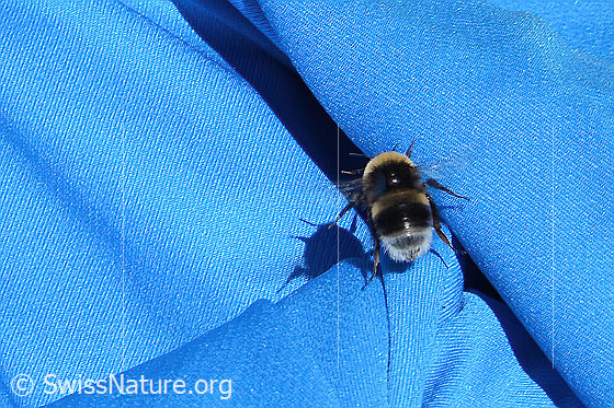 Photo: Probably Bombus terrestris. Length 11 - 23mm. View from behind top.