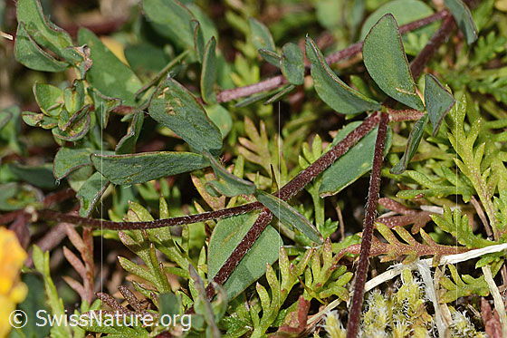 Photo: Lotus alpinus. Stem and leaves.