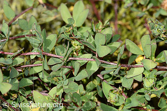 Foto: Alpen-Hornklee (Lotus alpinus). Stängel und Blätter.