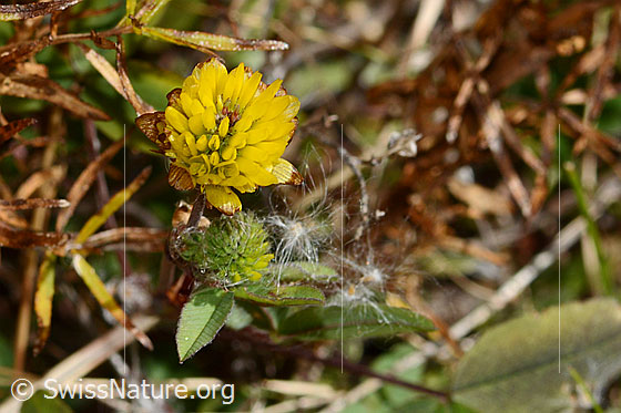 Photo: Trifolium badium. Whole plant (habiti).