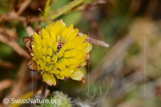 Foto: Braun-Klee (Trifolium badium). Blüte.