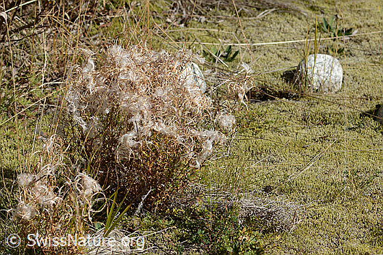 Fleischers Weidenröschen (Epilobium fleischeri)