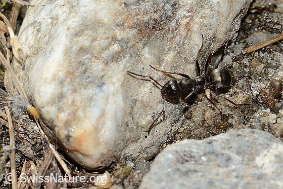 Photo: Probably Formica lemani. Length 6mm. View from above.