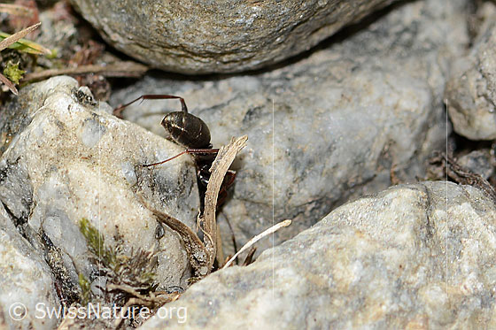 Photo: Probably Formica lemani. Length 6mm. View from side back.