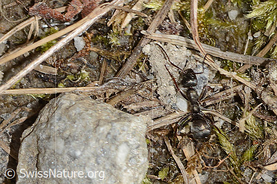 Photo: Probably Formica lemani. Length 6mm. View from above.
