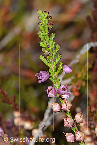 Foto: Besenheide (Calluna vulgaris). Blüten und Blättchen.