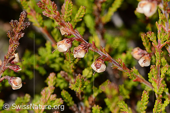 Foto: Besenheide (Calluna vulgaris). Verblühte Blüten und Blättchen.