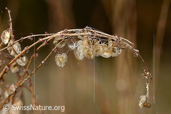 Photo: Rumex scutatus. Faded blossoms. The stems were probably wrapped by a spider, pulled down and used to build your web. Height = 39 cm.
