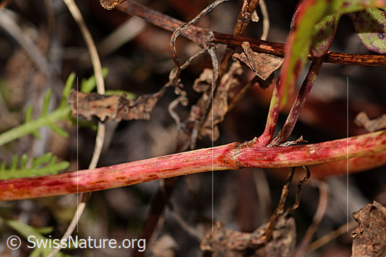 Foto: Schildblättriger Ampfer (Rumex scutatus). Stängel.