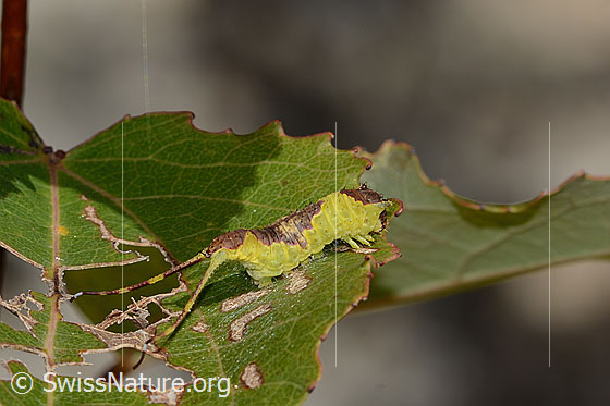 Foto: Espen-Gabelschwanz Raupe (Furcula bifida) auf Zitterpappel (Espe, Populus tremula). Ansicht von der Seite.
