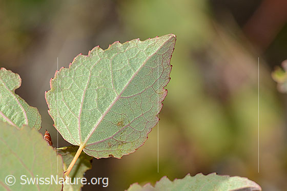 Foto: Zitterpappel (Populus tremula). Blattunterseite.