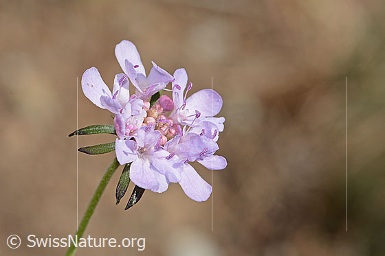 Foto: Gemeine Skabiose (Scabiosa columbaria). Blüte. Ansicht von seitlich oben.