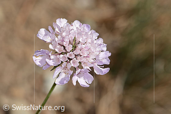 Foto: Gemeine Skabiose (Scabiosa columbaria). Blüte. Ansicht von oben.