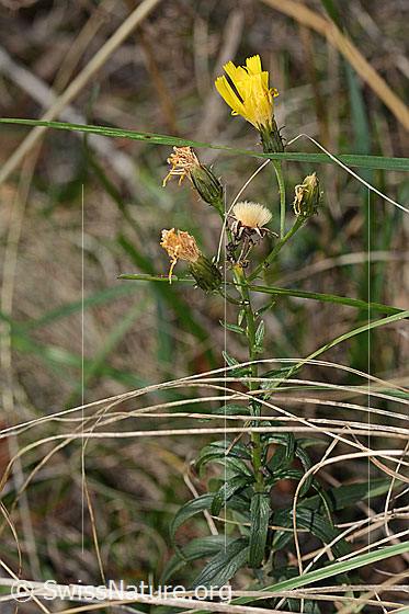Foto: Doldiges Habichtskraut (Hieracium umbellatum). Ganze Pflanze (Habitus). Höhe: 28cm.