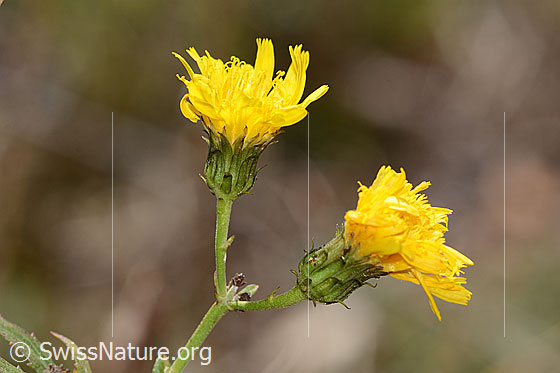 Doldiges Habichtskraut (Hieracium umbellatum)