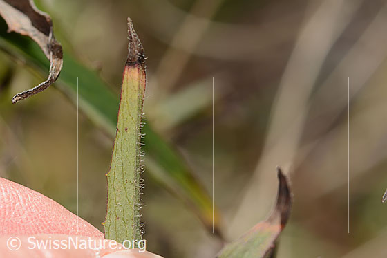 Foto: Doldiges Habichtskraut (Hieracium umbellatum). Blattunterseite.