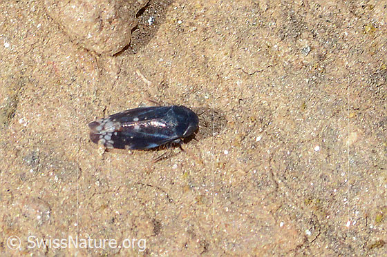 Trauerzirpe (Neoaliturus fenestratus)