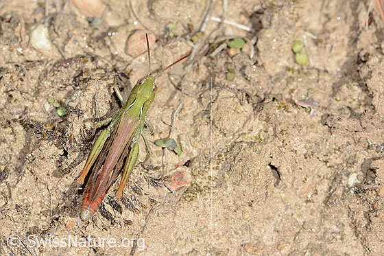Foto: Wahrscheinlich Verkannter Grashüpfer (Chorthippus mollis). Länge 22mm. Weibchen. Ansicht von oben.