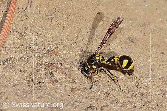 Foto: Eumenes subpomiformis (Töpferwespe). Länge 13 - 17mm. Weibchen. Ansicht von oben.