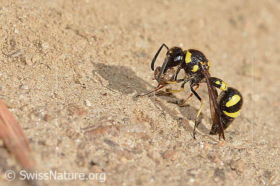 Foto: Eumenes subpomiformis (Töpferwespe). Länge 13 - 17mm. Weibchen. Ansicht von der Seite.